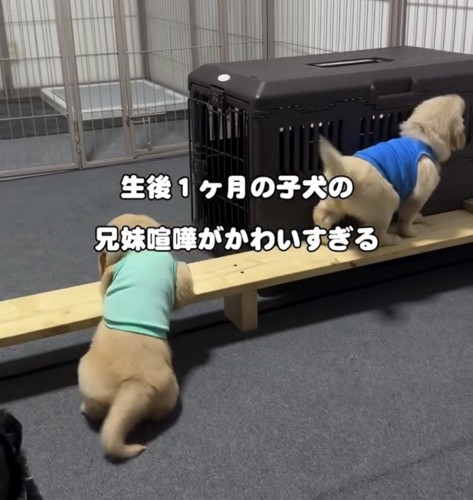 木の枠のそばにいる子犬たち