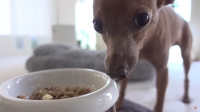 ご飯を食べる犬