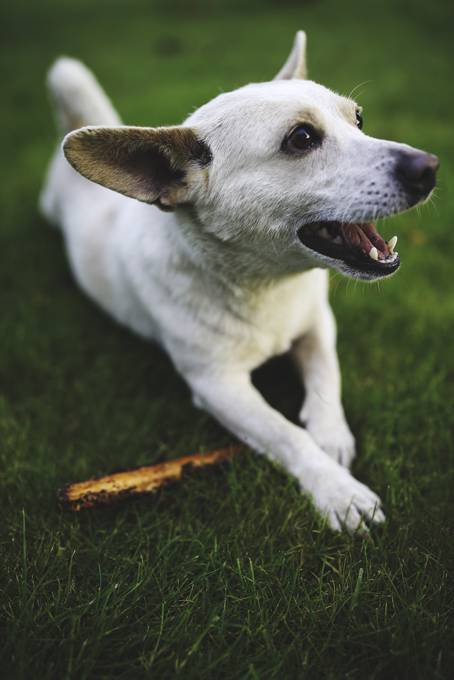 犬と木の棒