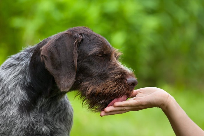 差し出された手を舐めている犬