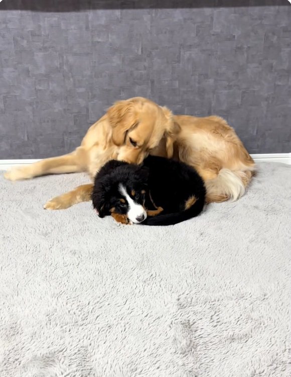 毛づくろいするゴールデンさん