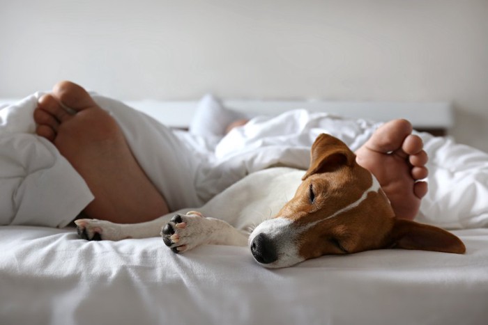 ベッドで眠る飼い主の足元で眠るジャック・ラッセル・テリア