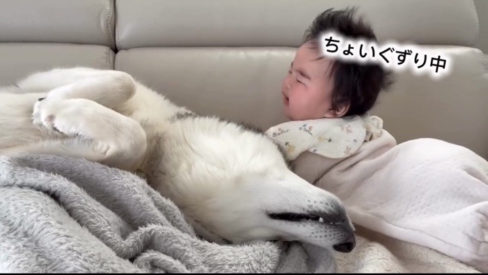 ぐずる赤ちゃんの隣で仰向けになる犬