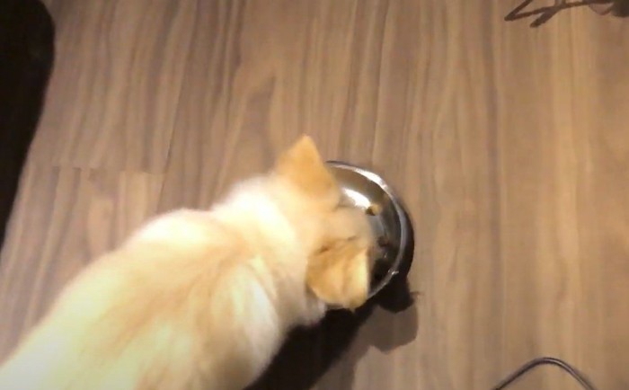 ご飯を食べる犬