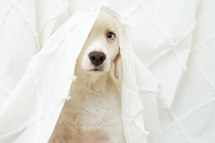 カーテンをかぶり怯える犬