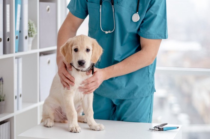病院で治療する子犬