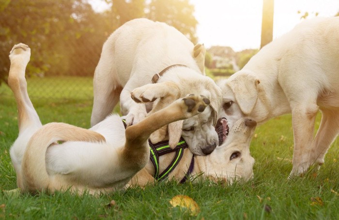 じゃれる3頭の犬