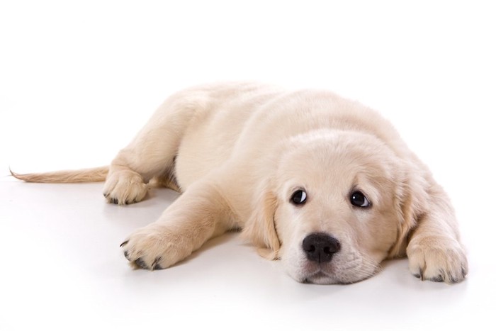 床に伏せて目を逸らす子犬