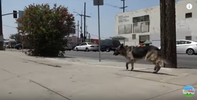 人を避けて去る犬