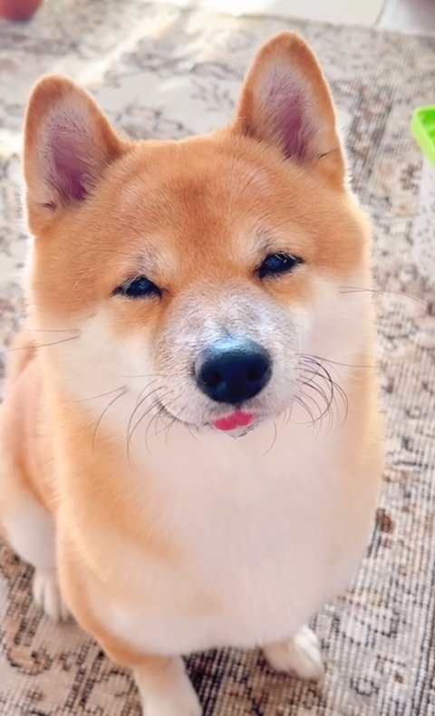 笑顔の柴犬％%ご飯をおねだりしている時の笑顔