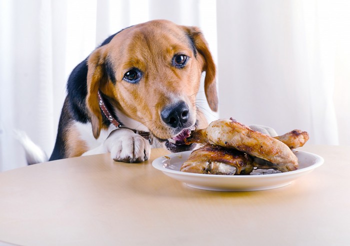 鳥の骨をつまみ食いする犬