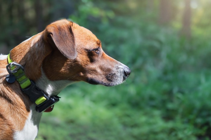 森の中の犬