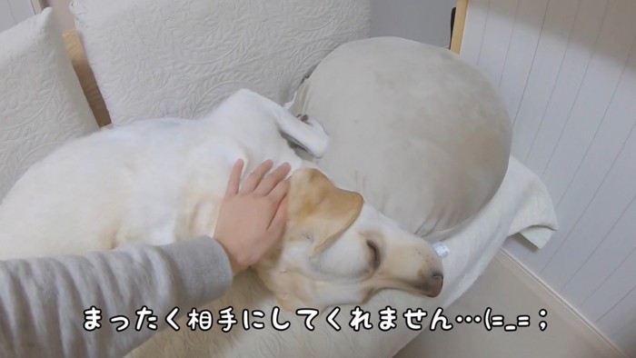 ちょっかいを掛けても無視