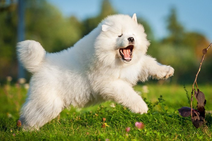 はしゃぐサモエドの子犬