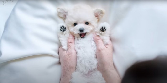 寝たまま万歳のポーズをとるトイプードルの子犬