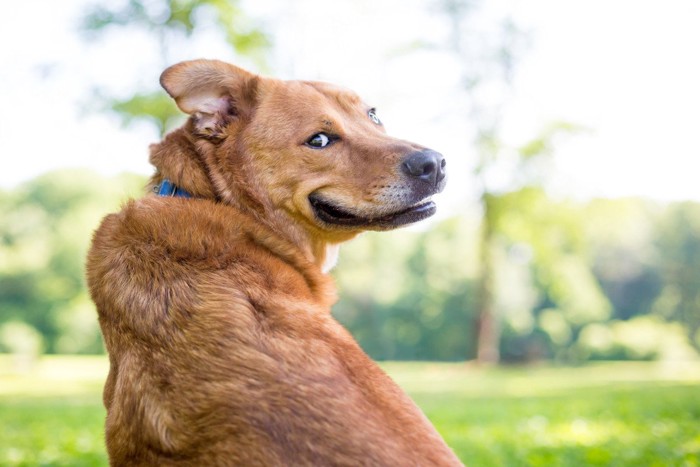 振り返っている茶色い犬