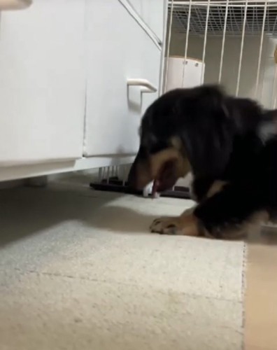 チェストの隙間を覗く犬