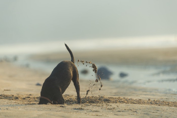 浜辺で穴を掘る犬