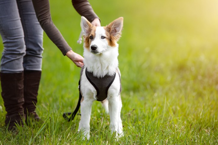 犬のハーネスの正しい付け方