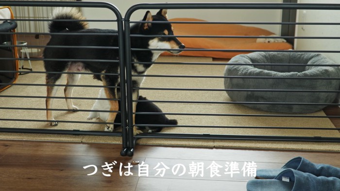 キッチン越しに飼い主さんを見つめるヒナタちゃん