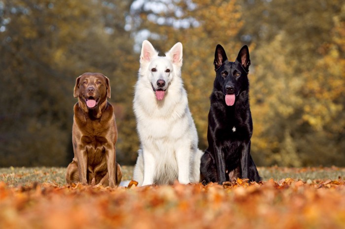 3匹の犬