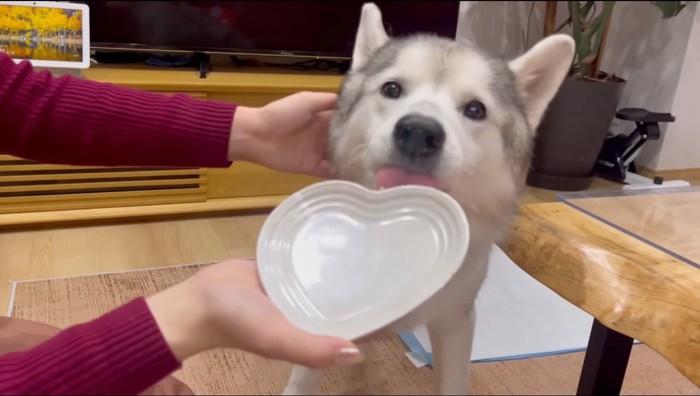 犬におやつを食べられて空になった皿