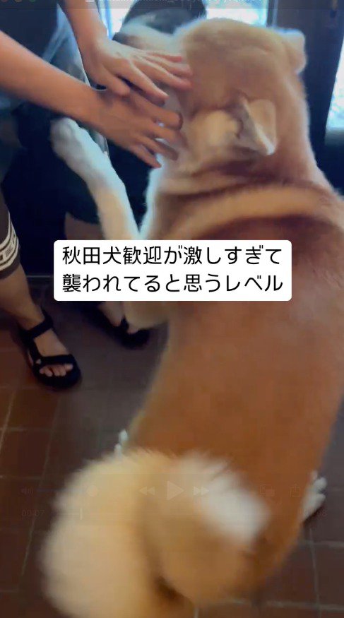 興奮する犬を手で押さえる飼い主の友人