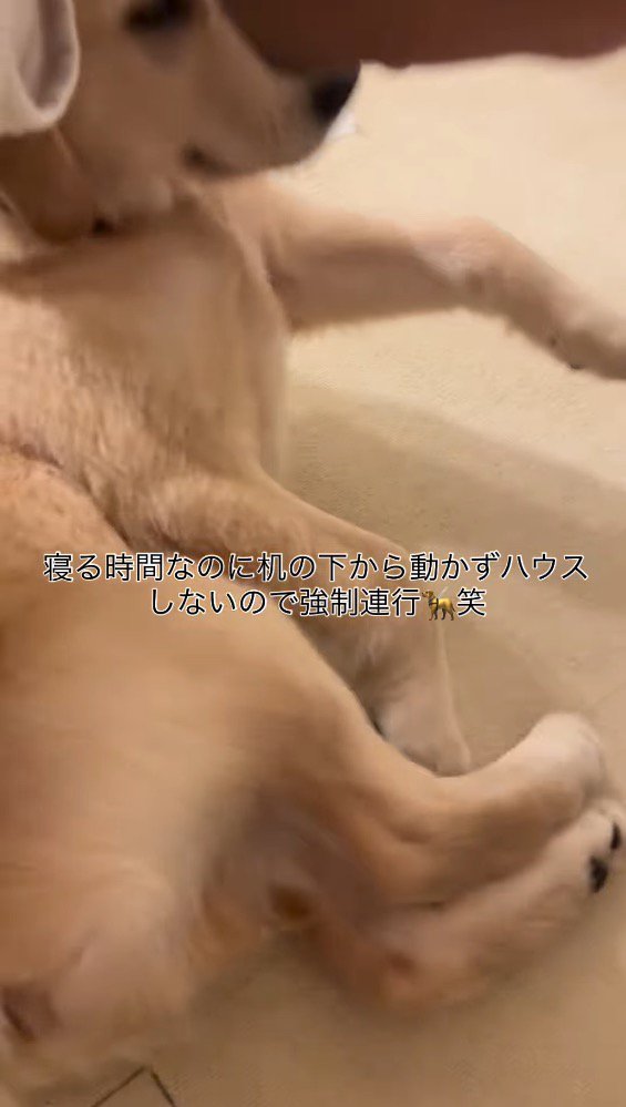 子犬を床に下ろす飼い主