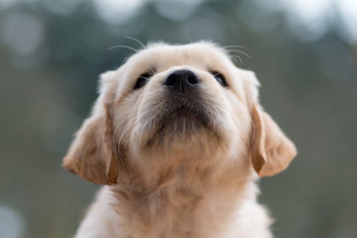 子犬の顔アップ