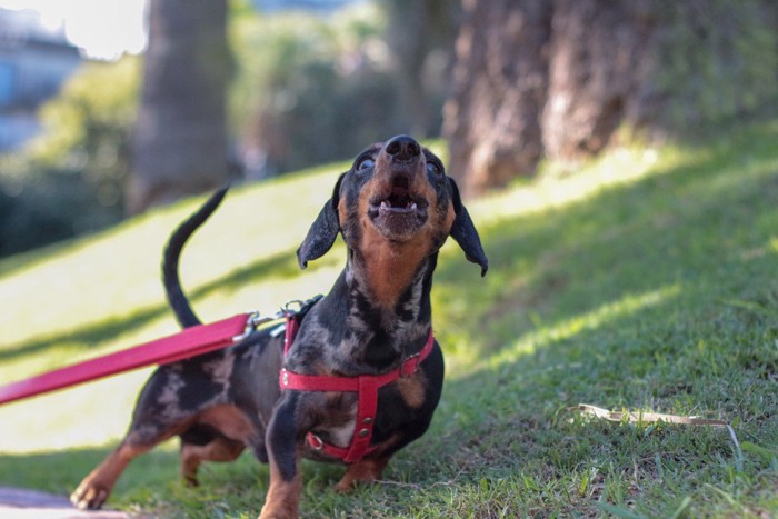 吠える犬、赤いリードとハーネス