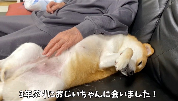 おじいちゃんにお腹を撫でてもらう犬