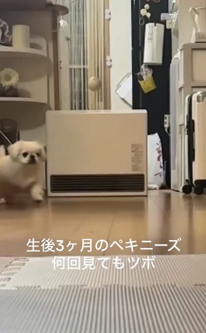 ペキニーズのムニくん