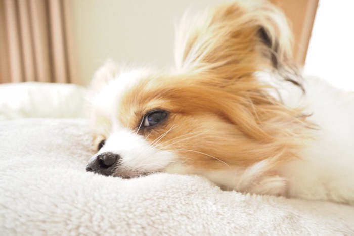 ふかふかの布団で寝ている犬