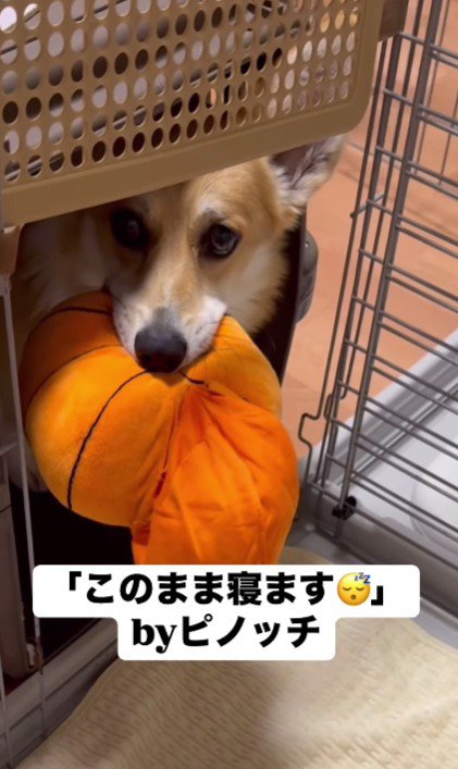カバーとともに籠城