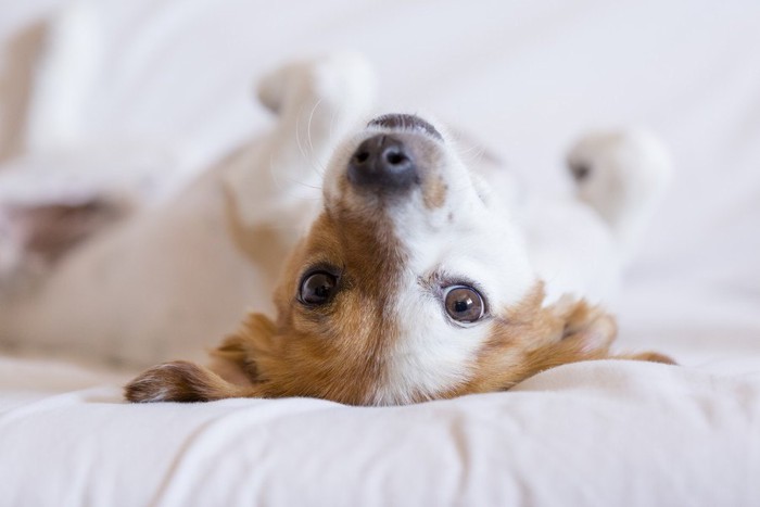 仰向けで見つめている犬