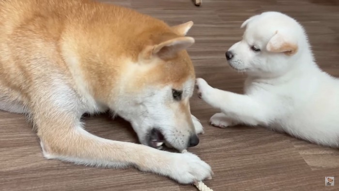 母犬のおもちゃに興味津々の子犬5