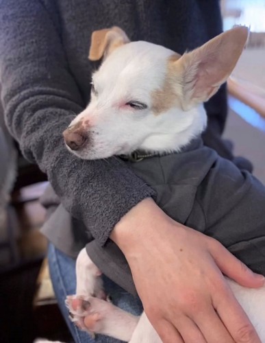 人の腕の中で目を閉じて眠る犬