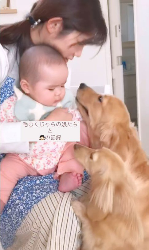 女の子とワンコたちの6年間2