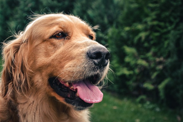 舌を出して呼吸する犬