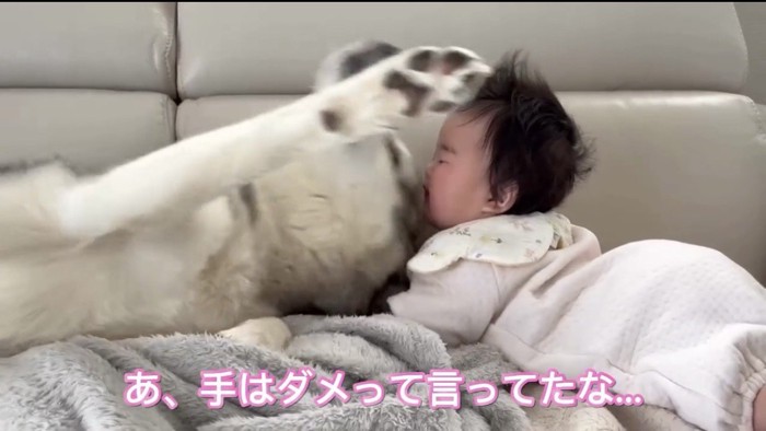 赤ちゃんへ前脚を伸ばす犬