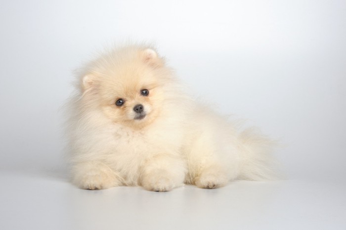 床に伏せて首を傾げるジャーマン・スピッツの子犬