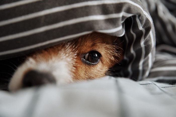 ブランケットの中で悲しそうにしている犬