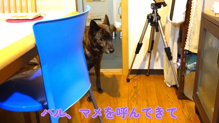 ハルヱちゃんに「呼んできて」とお願い