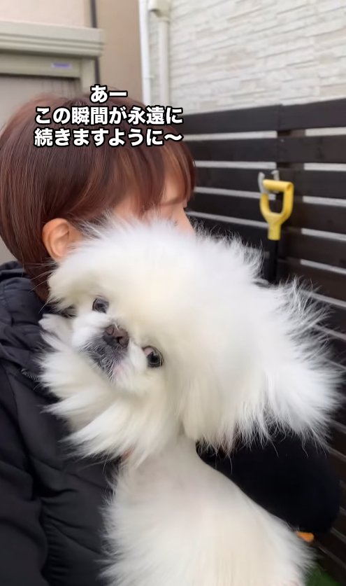 お母さんに抱っこされている犬