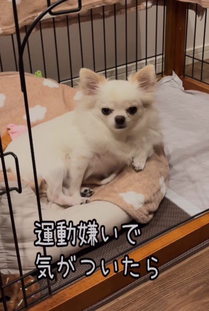 極度の運動嫌い！