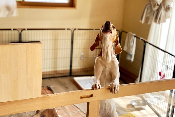 ケージで吠える犬