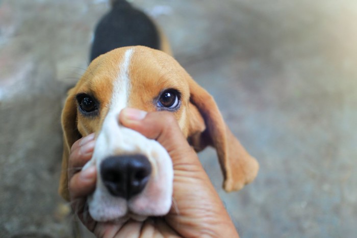 マズルを掴まれる犬