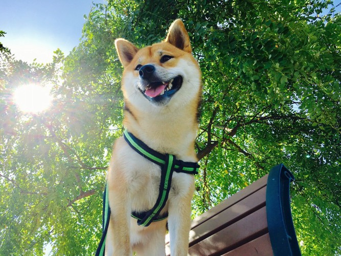 ベンチに立つ柴犬