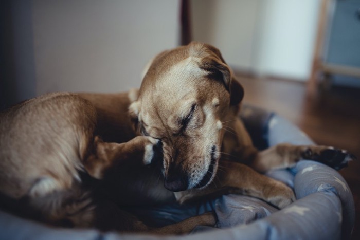 犬用ベッドの中で顔を掻く犬