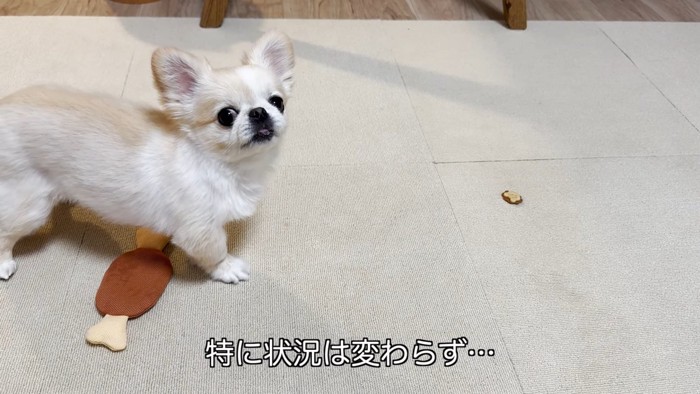 小型犬と少し離れたところにあるおやつ